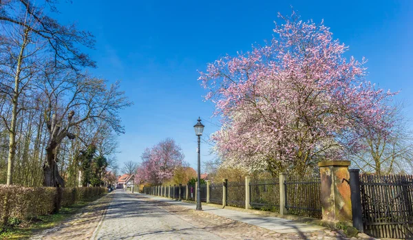 Oude cobblestoned weg met lente bloesem in Rheda — Stockfoto