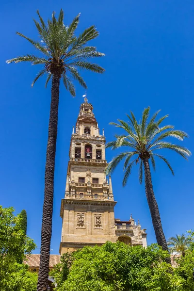 Cordoba cami katedralpalmiye ağaçları ve çan kulesi — Stok fotoğraf
