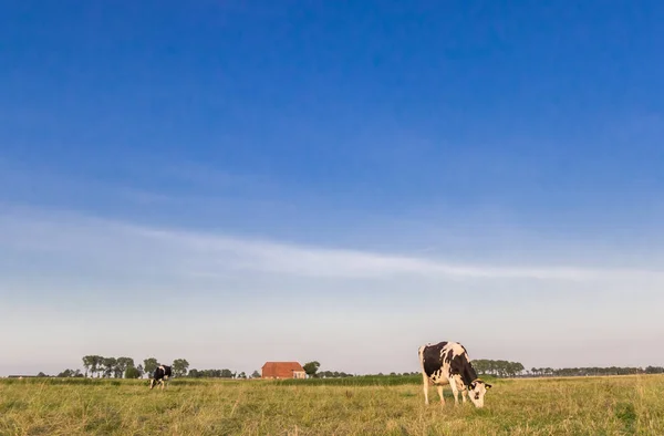 Little Farm och holländska kor i Groningen — Stockfoto