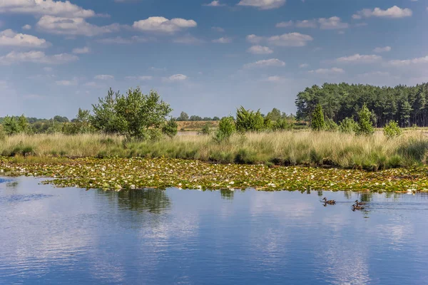 Малый бассейн в болотах национального парка Dwingelderveld — стоковое фото