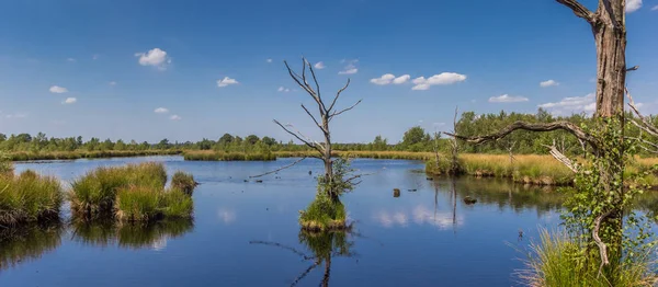 Panorama of dead trees in the moors of Dwingelderveld — Stock Photo, Image