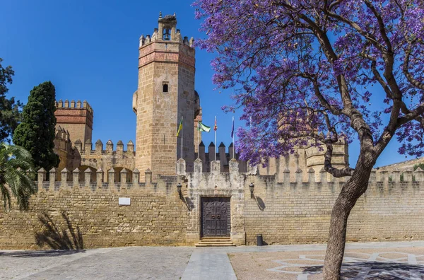 Purpurblüte und San Marcos Schloss in El Puerto de Santa Maria — Stockfoto