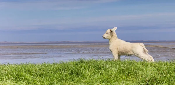 Pequeño Cordero Blanco Estirando Las Piernas Dique Frisia Países Bajos — Foto de Stock