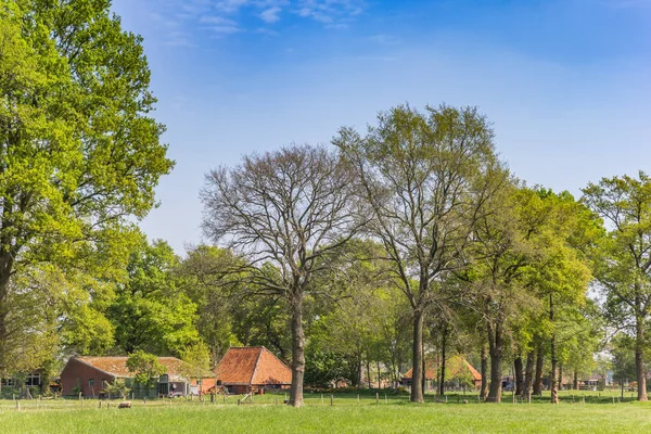 Little Farm Landscape Overijssel Netherlands — Stock Photo, Image