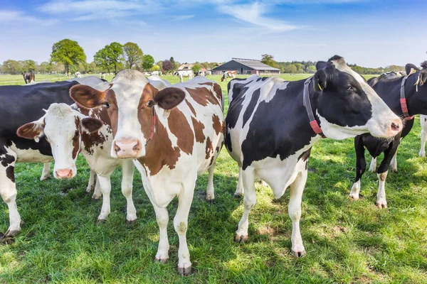 Brown Black Holstein Cows Meadow Overijssel Netherlands — Stock Photo, Image