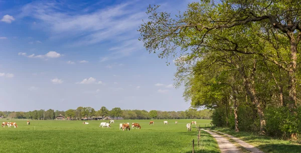 Herd Brown White Cows Dirt Road Overijssel Netherlands — Stock Photo, Image