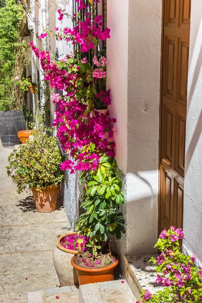 Kwiaty Przy Wejściu Tradycyjnego Białego Domu Zaharze Hiszpania — Zdjęcie stockowe