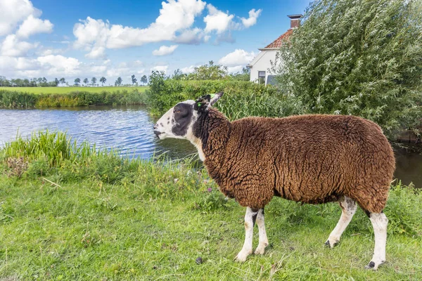 Brown Sheep Standing Water Groningen Netherlands — Stock Photo, Image