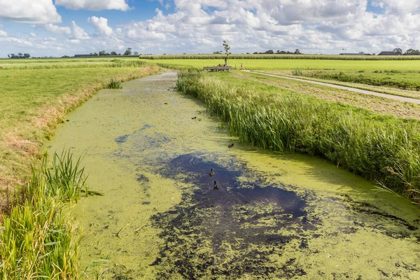 Little River Landscape Niehove Groningen Netherlands — Stock Photo, Image