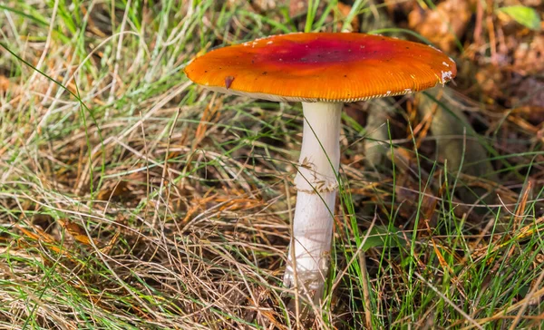 Vlieg Agaric Mushroom Amanita Muscaria Bosbodem Nederland — Stockfoto