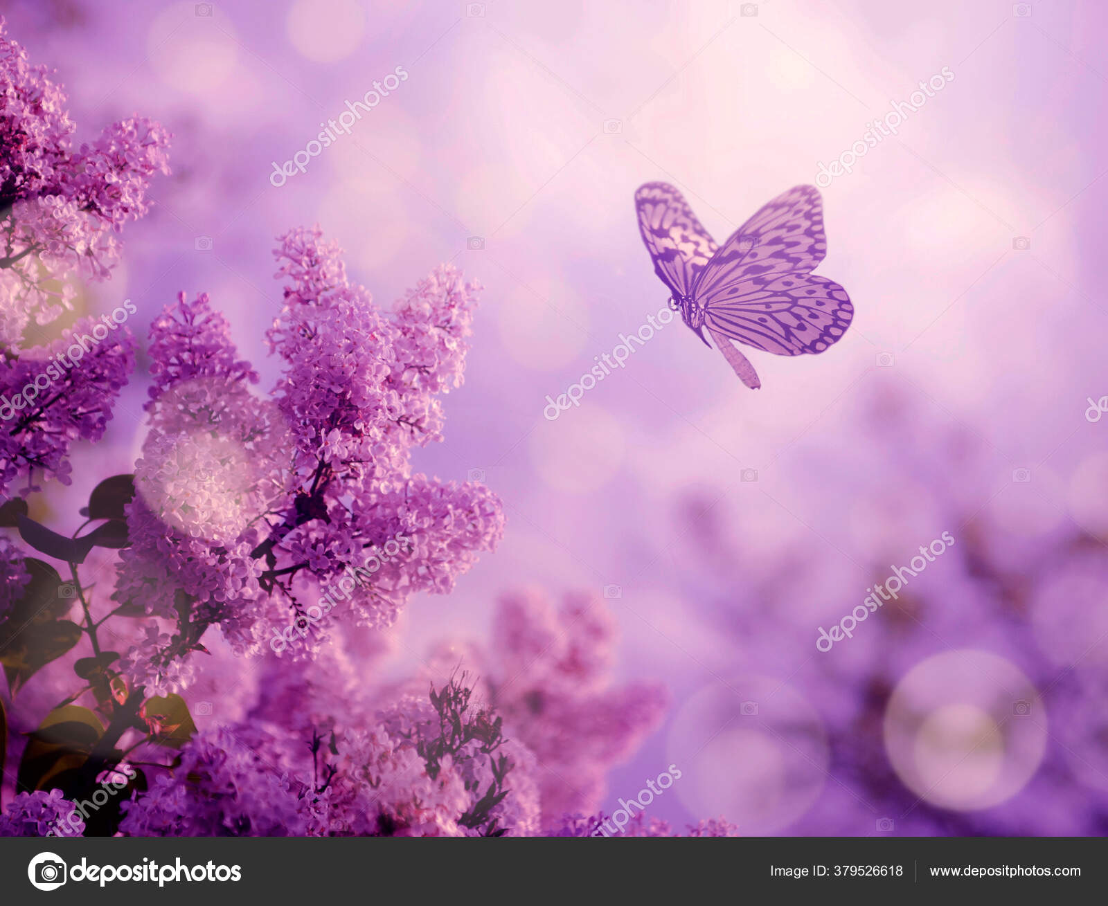 Butterfly Lilac Bush Spring Nature Sunset Stock Photo by ©BalazsKovacs