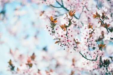 Kiraz ağacı çiçeklerinin eski bir fotoğrafı