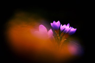 Bahçedeki güzel çiçek