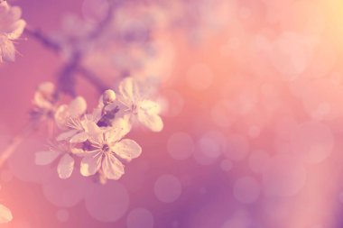 Kiraz ağacı çiçeklerinin eski bir fotoğrafı