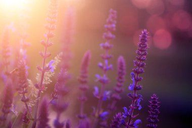 Gün batımında lavanta çiçeklerinin klasik fotoğrafı.