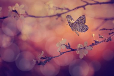 Vintage photo of butterfly and tree flowers clipart
