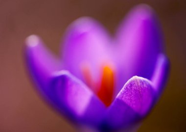 Crocus yabani çiçeği yakın plan görüntüsü