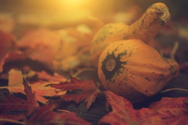 Balkabaklarıyla geçen sonbaharın eski bir fotoğrafı.