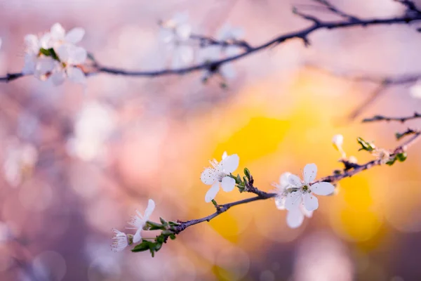 樱桃树花的古色照片 — 图库照片
