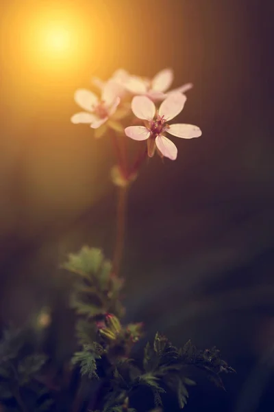 Pequena Flor Branca Selvagem Pôr Sol — Fotografia de Stock