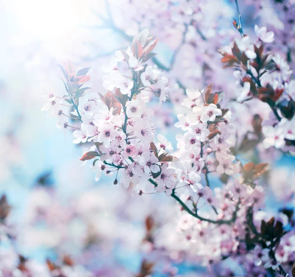 Hermosas Flores Primavera Sobre Fondo Cielo Azul —  Fotos de Stock