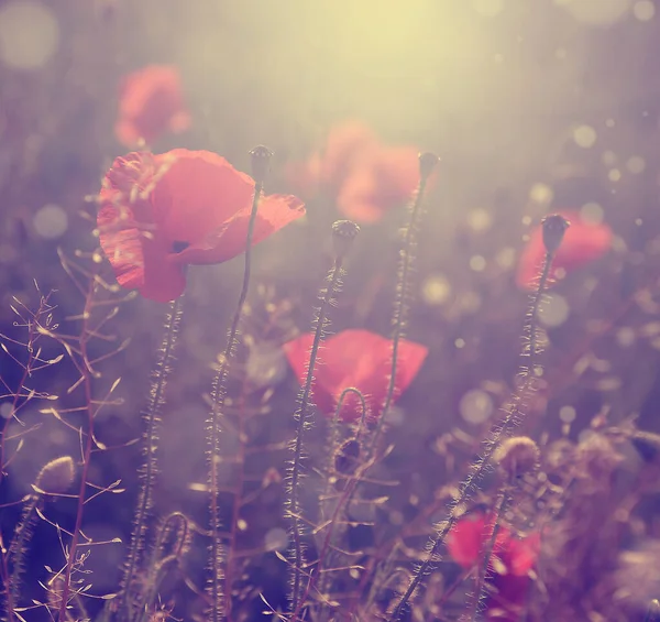Poppy Λουλούδια Στο Ηλιοβασίλεμα Close View — Φωτογραφία Αρχείου