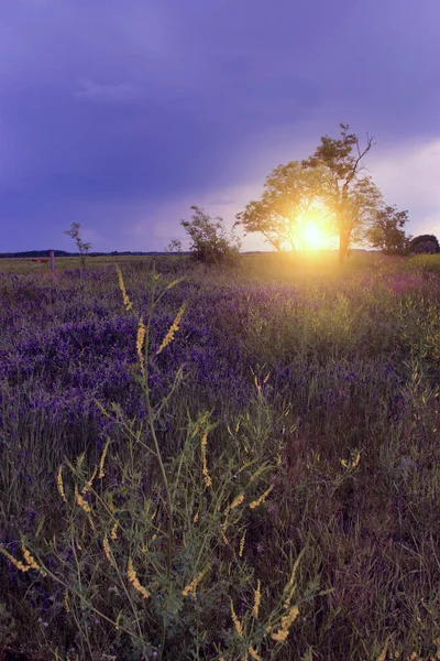 Rural Landscape Lots Wild Flowers Sunset — Stock Photo, Image