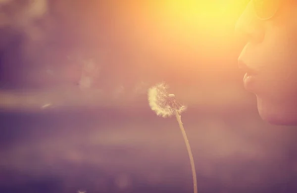 Mavi Gökyüzü Güneş Işığıyla Klasik Karahindiba — Stok fotoğraf