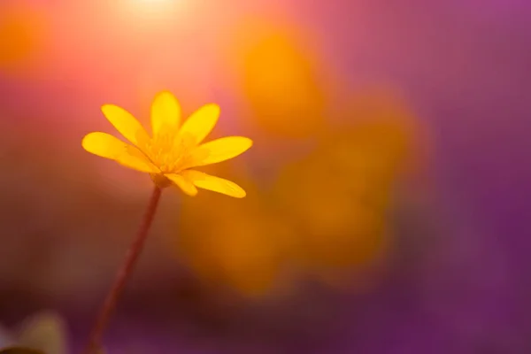 Gelbe Blume Nahaufnahme — Stockfoto