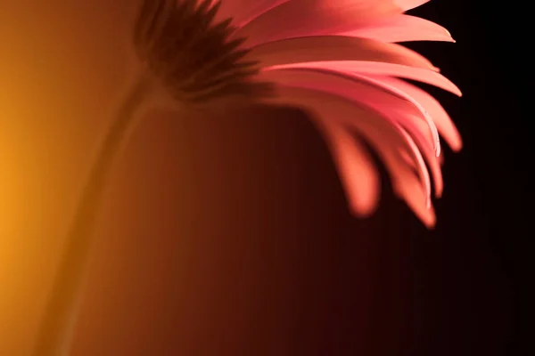 Bellissimo Fiore Gerbera Sfondo Nero — Foto Stock