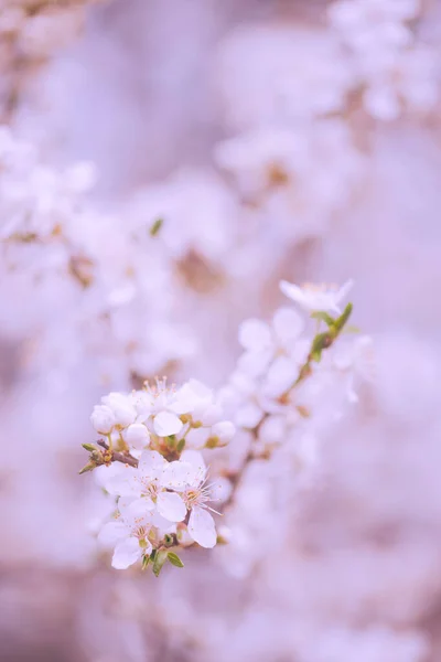 Vintage Foto Van Kersenboom Bloemen — Stockfoto