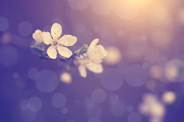 Photo Vintage Fleurs Cerisier — Photo