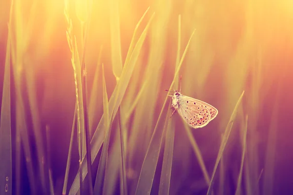 Papillon Sur Herbe Vue Rapprochée — Photo