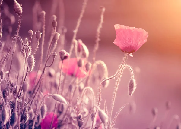 Fleurs Pavot Coucher Soleil Vue Rapprochée — Photo
