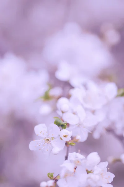 Vintage Foto Van Kersenboom Bloemen — Stockfoto