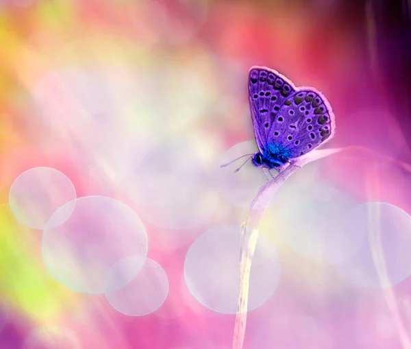 Vacker Fjäril Blomma — Stockfoto