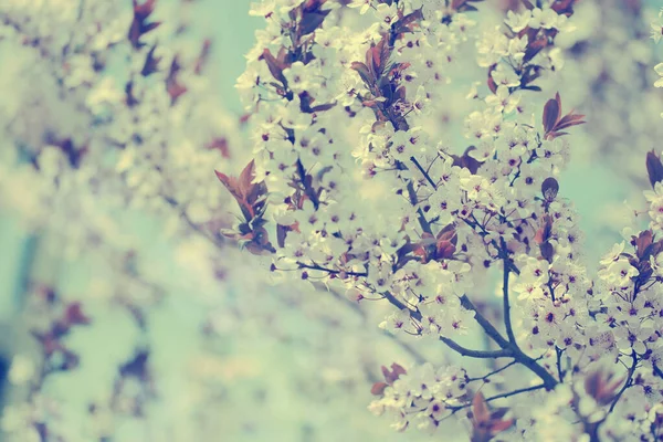 桜の花のヴィンテージ写真 — ストック写真