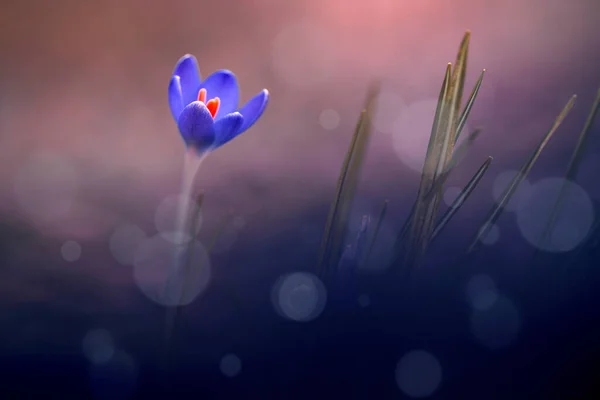クロッカス野生の花のクローズアップビュー — ストック写真