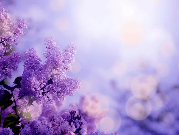 日落时紫丁香的复古照片 — 图库照片