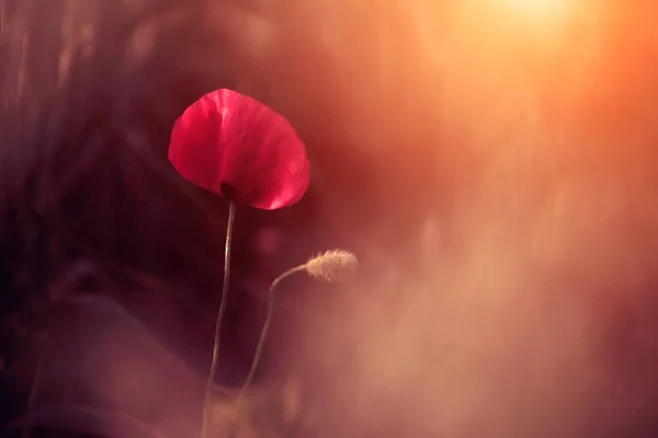 日落近景下的罂粟花 — 图库照片