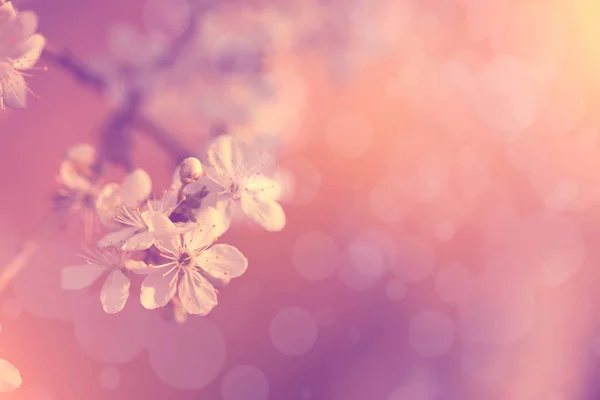 벚나무 빈티지 — 스톡 사진