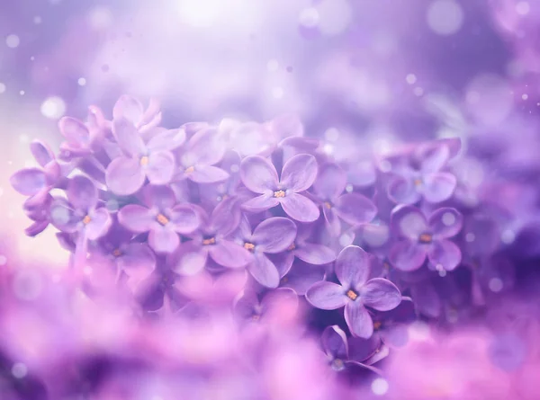 Vintage Photo Lilac Bush Sunset — Stock Photo, Image