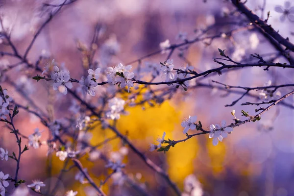 Vintage Foto Körsbär Träd Blommor — Stockfoto