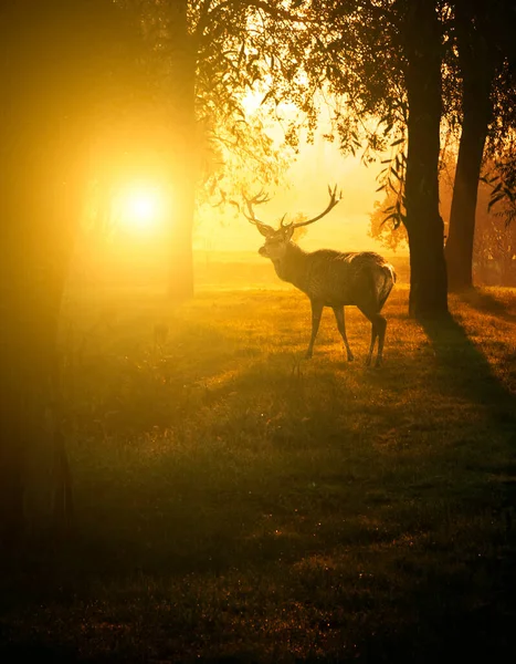 Hermoso Ciervo Bosque Con Luces Increíbles Mañana Octubre Ver Galería —  Fotos de Stock