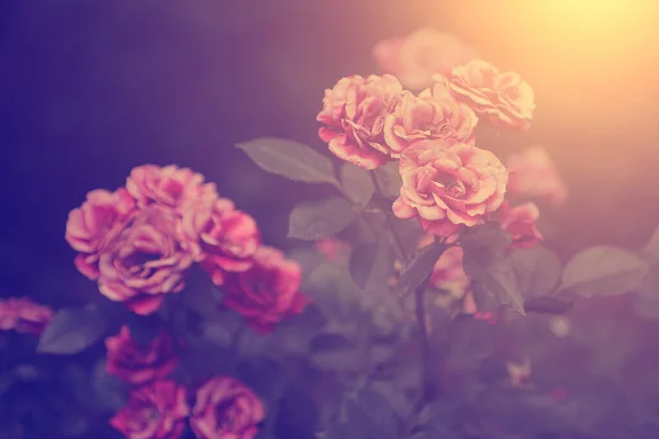 Czułe Róże Widok Bliska — Zdjęcie stockowe