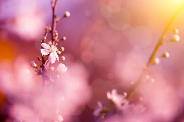 Винтажное Фото Вишневых Цветов — стоковое фото
