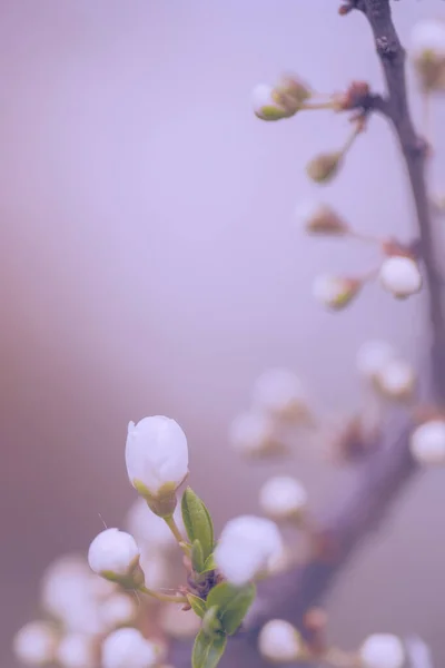 樱桃树花的古色照片 — 图库照片