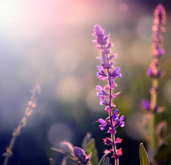 Foto Vintage Flores Silvestres Lavanda Pôr Sol — Fotografia de Stock