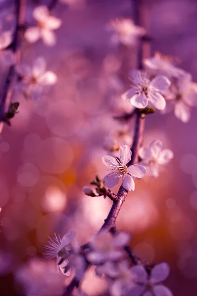 Foto Vintage Fiori Ciliegio — Foto Stock