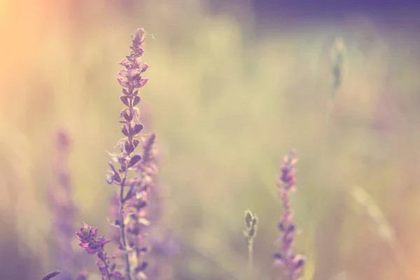 Vintage Foto Von Lavendel Wildblumen Sonnenuntergang — Stockfoto